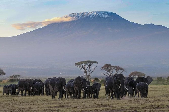 Amboseli Park & Kilimanjaro views Day tour - Kilimanjaro views depend on the clouds