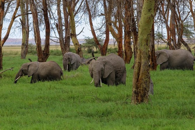 Amboseli Park & Kilimanjaro views Day tour - The return game drive and late arrival in Nairobi
