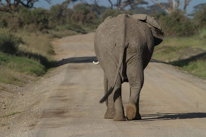 Amboseli Park & Kilimanjaro views Day tour - Entering Amboseli National Park around 8:30 a.m.