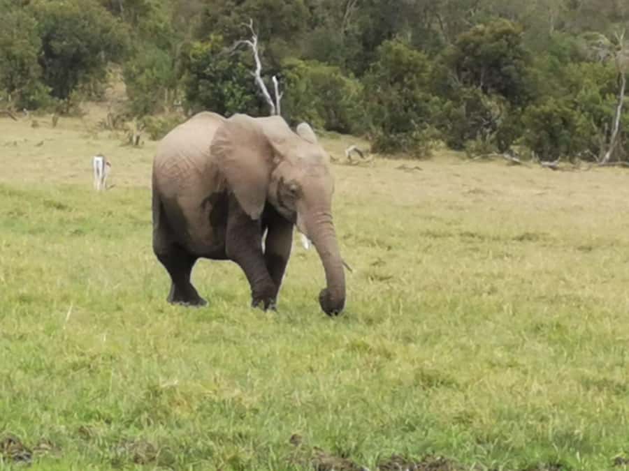 Amboseli Wildlife Day Tour And Masai Village Visit - Why Kilimanjaro makes Amboseli different