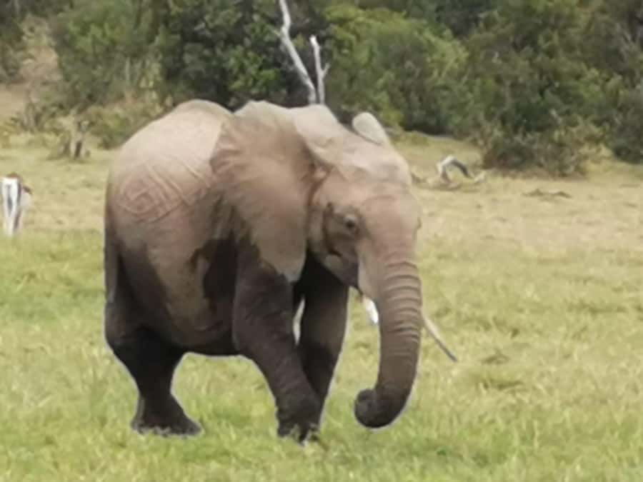 Amboseli Wildlife Day Tour And Masai Village Visit - Swamps, hippos, flamingoes, and the search for cats
