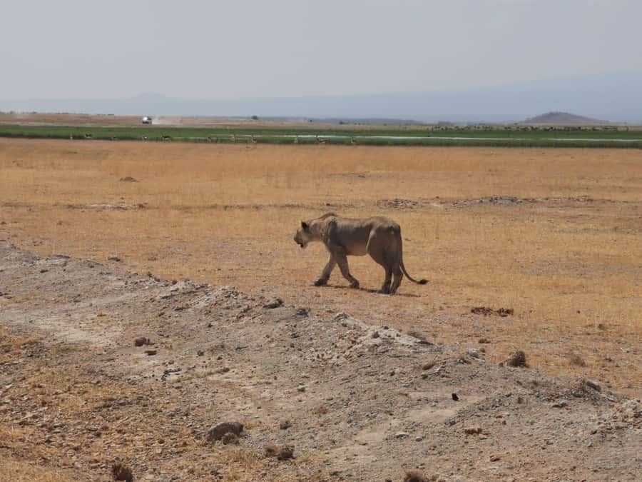 Amboseli Wildlife Day Tour And Masai Village Visit - What the $162 price really means