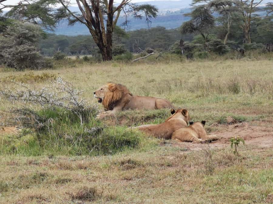 Amboseli Wildlife Day Tour And Masai Village Visit - Entering Amboseli at about 8:30am