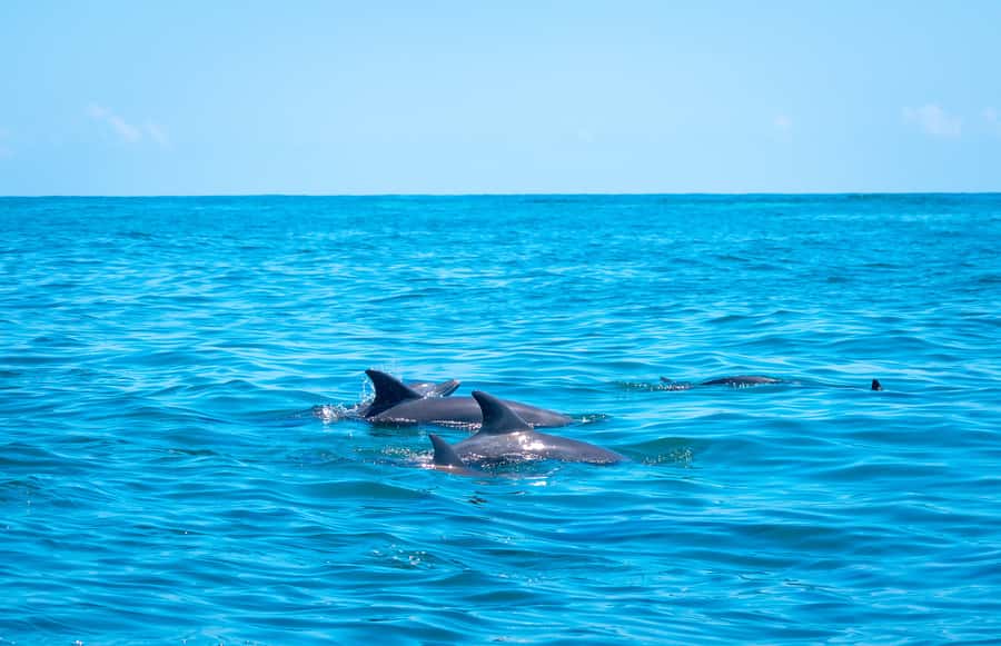 Blue Safari: Snorkeling at Watamu Marine Park & Seafood - Dolphin spotting between October and April