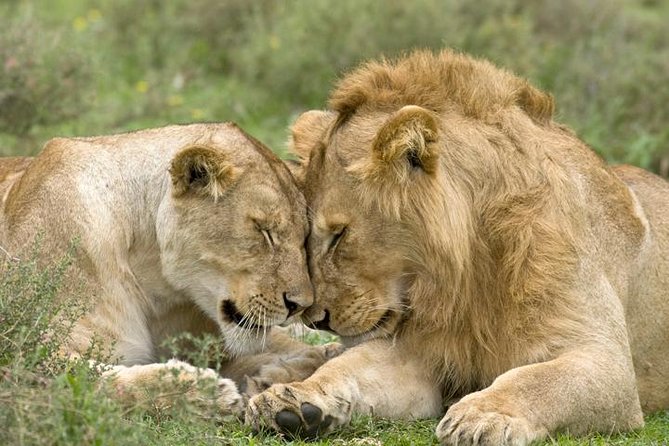 Classic Best Adventure In Kenya And Tanzania 2025 - Key things to know before booking