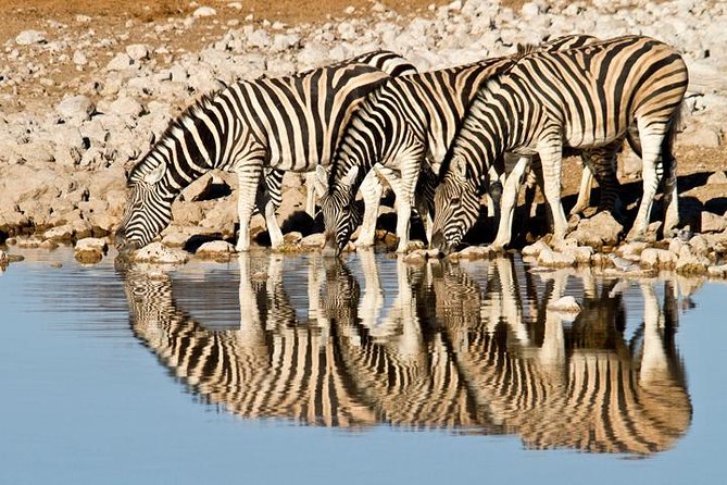 Classic Best Adventure In Kenya And Tanzania 2025 - Days 2 and 3: Elephants beneath Mount Kilimanjaro