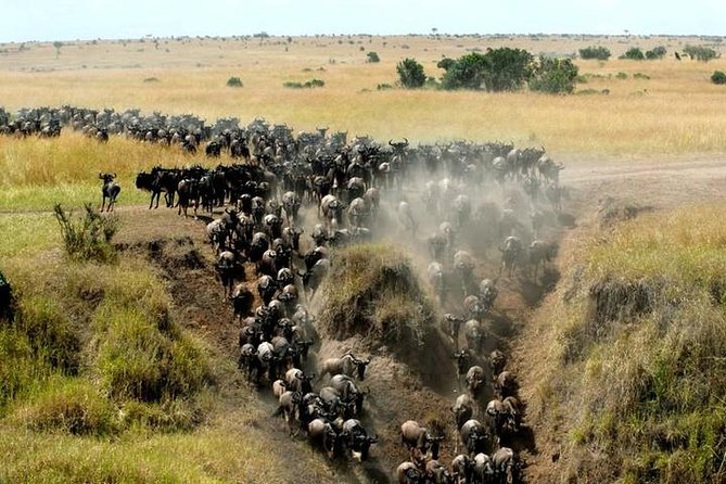 Classic Best Adventure In Kenya And Tanzania 2025 - Days 5 and 6: The Ngorongoro Crater from above and below