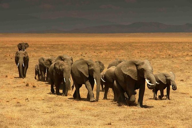 Classic Best Adventure In Kenya And Tanzania 2025 - Days 9 and 10: Returning to Kenya and entering the Maasai Mara