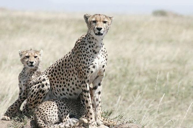 Classic Best Adventure In Kenya And Tanzania 2025 - Day 1: A practical start in Nairobi