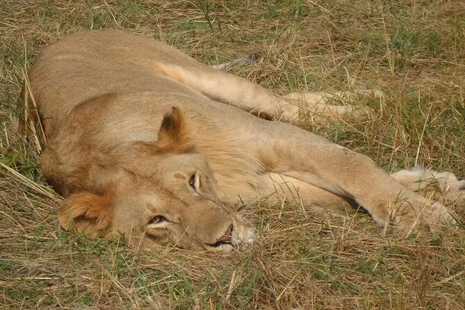 Classic Best of Kenya - What this Kenya safari does especially well