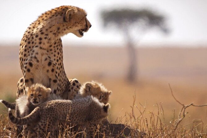 Classic Best of Kenya - Days 2 and 3: Two full days in Maasai Mara