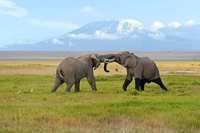 Classic Best of Kenya - The vehicle, guide, and daily rhythm