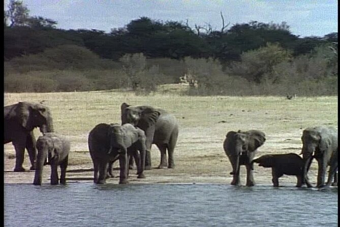 Classic Best of Kenya - Is $2,860 a fair price?