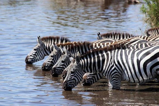 Classic Luxury 4 X 4 Masai Mara Safari - Why four days works well in the Masai Mara