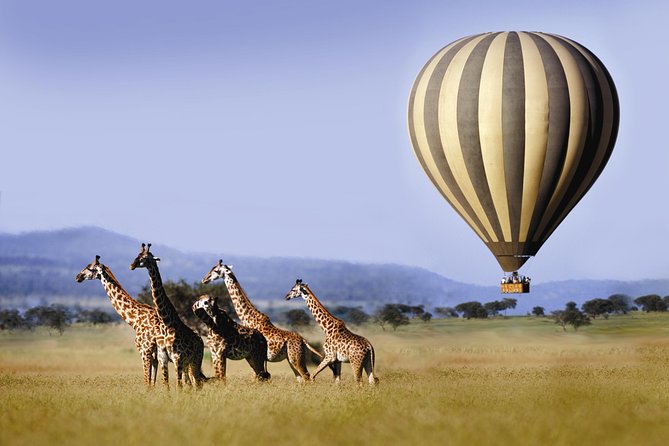 Classic Luxury 4 X 4 Masai Mara Safari - The first afternoon: arrival and an evening game drive