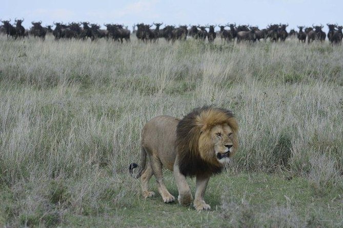 Classic Luxury 4 X 4 Masai Mara Safari - The return to Nairobi