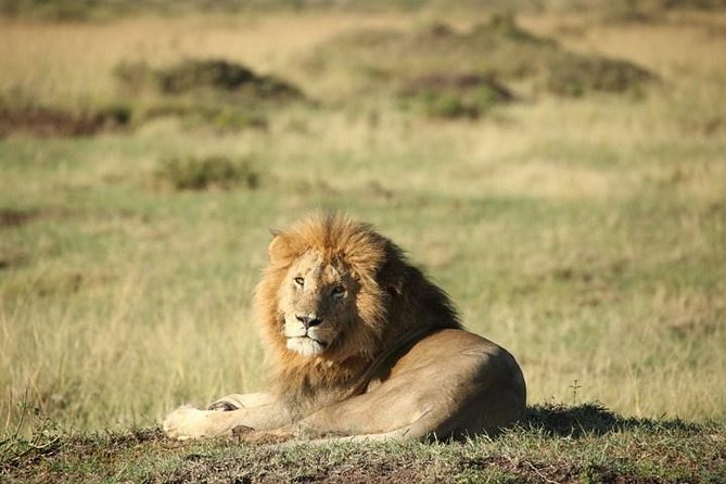 Classic Luxury 4 X 4 Masai Mara Safari - From Nairobi to the Mara by 4x4