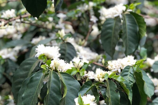 Coffee farm tour, coffee roasting and tasting experience - What the $35 price really covers