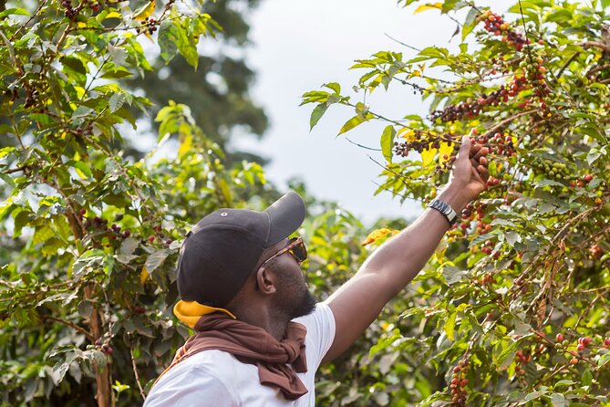 Coffee Farm Village & Factory Half Day Tour with Pick-Up - Fairview Coffee Estate and the farm-to-cup story
