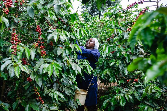Coffee Farm Village & Factory Half Day Tour with Pick-Up - Coffee tasting at the end of the visit