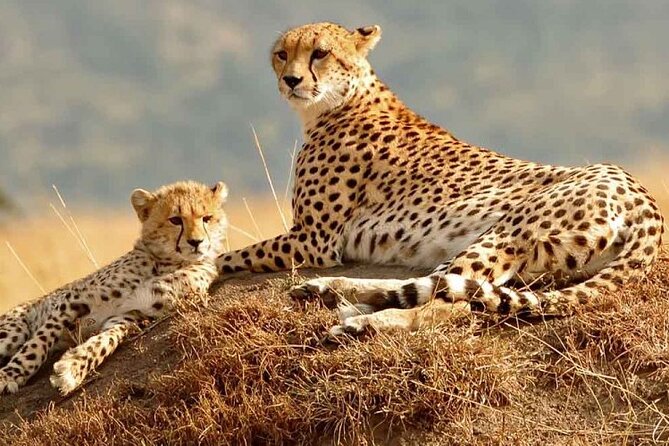 Daily departures 3 days masai mara by landcruiser - The first Maasai Mara game drive