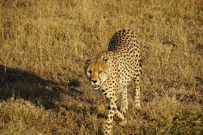 Daily departures 3 days masai mara by landcruiser - The final morning and return to Nairobi