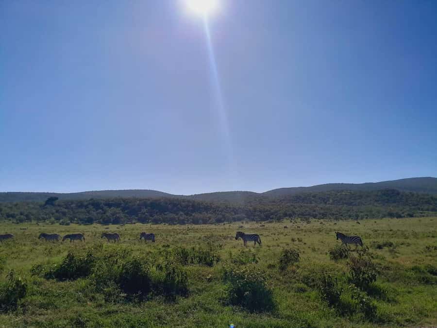 Daily Hell's gate National Park Ebike Cycling - Who should book this Hell’s Gate day?