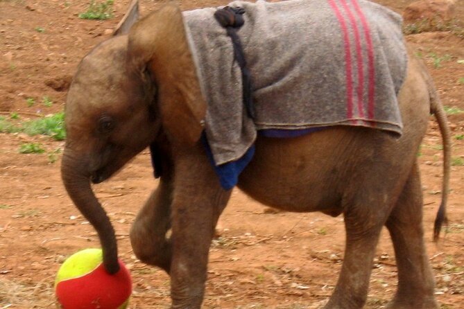 David Sheldrick Elephant Orphanage Half-Day Tour in Nairobi - What you learn about elephant rescue