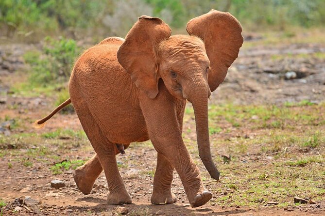 David Sheldrick Elephant Orphanage Half-Day Tour in Nairobi - The one-hour visit, minute by minute