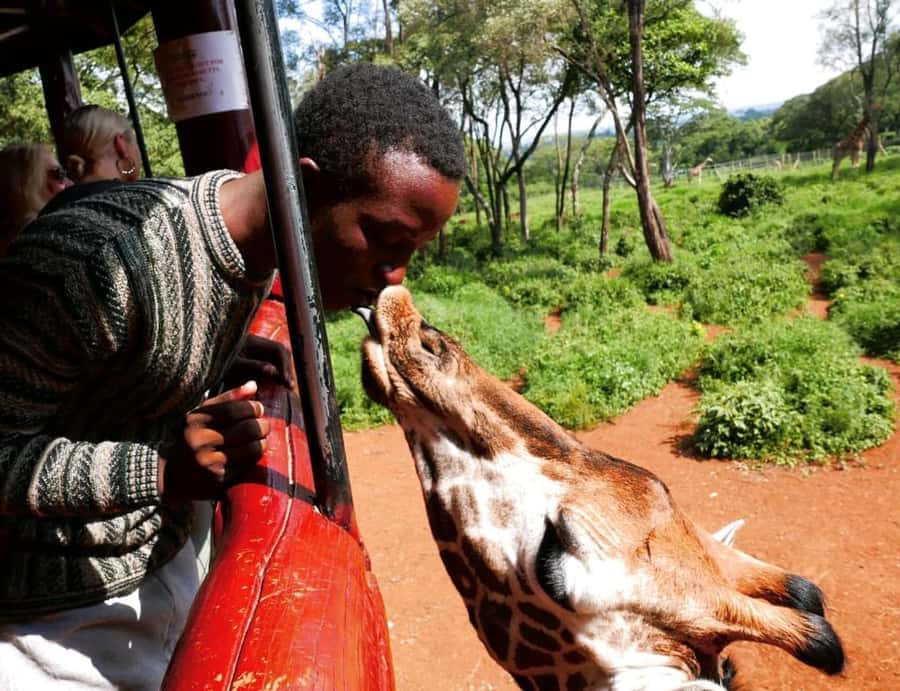 David Sheldrick Wildlife Trust & Giraffe Center with Lunch - Key points to know before booking
