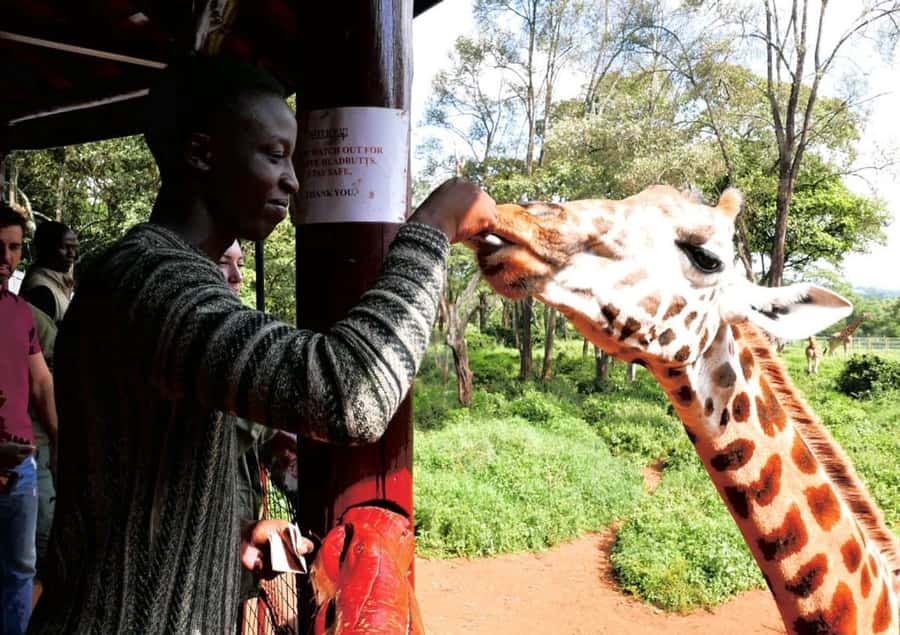 David Sheldrick Wildlife Trust & Giraffe Center with Lunch - A five-hour Nairobi introduction with three very different stops