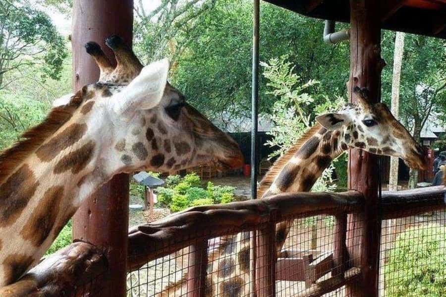 David Sheldrick Wildlife Trust & Giraffe Center with Lunch - Lunch at Carnivore, Nairobi’s theatrical meat stop