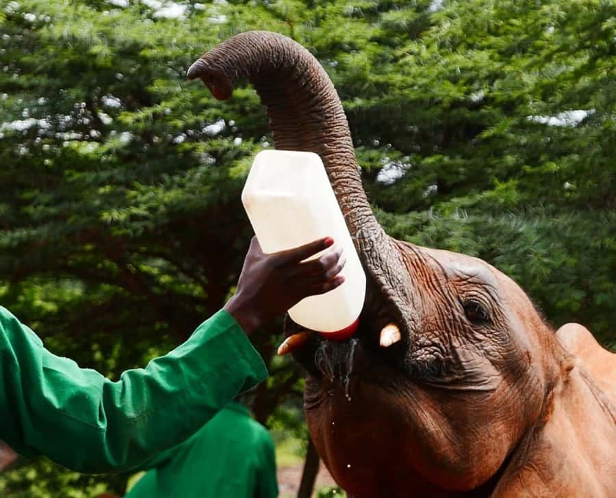 David Sheldrick Wildlife Trust & Giraffe Center with Lunch - Pickup, guides, and timing in Nairobi
