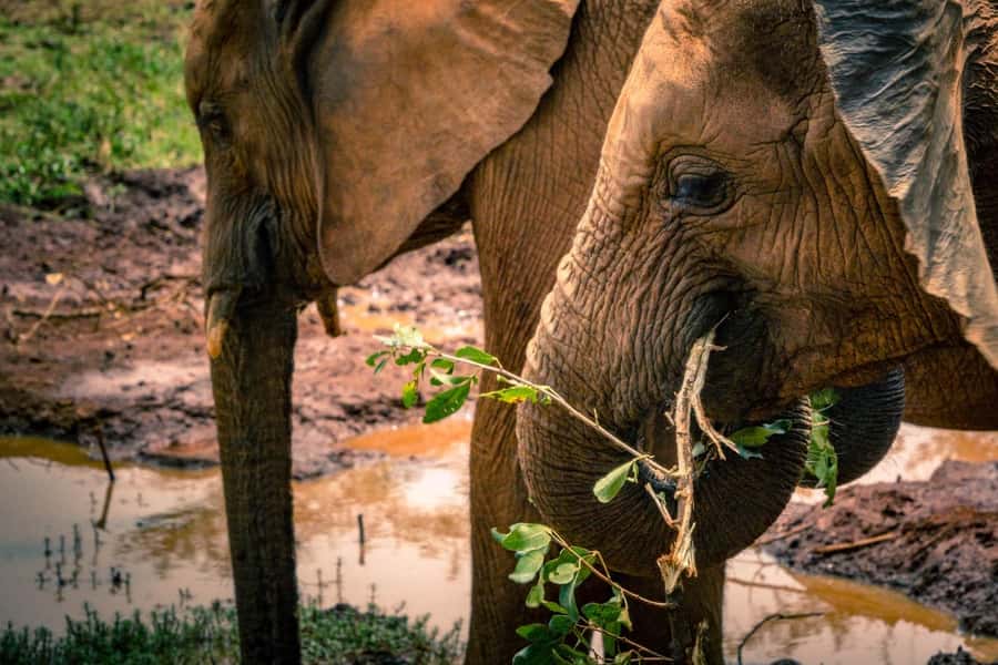 David Sheldrick Wildlife Trust & Giraffe Center with Lunch - Practical details that can save you trouble