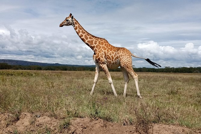 Day Safari; Amboseli National Park from Nairobi. - The 5 am pickup and three-hour road journey