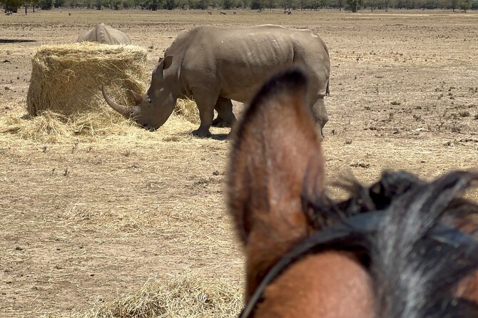 Day safari to Olpejeta Rhino conservancy - The one-hour game drive across 90,000 acres