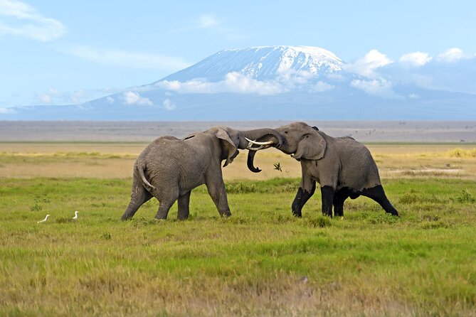 Day Tour - Amboseli National Park From Nairobi - Why Amboseli Makes Sense as a Day Trip