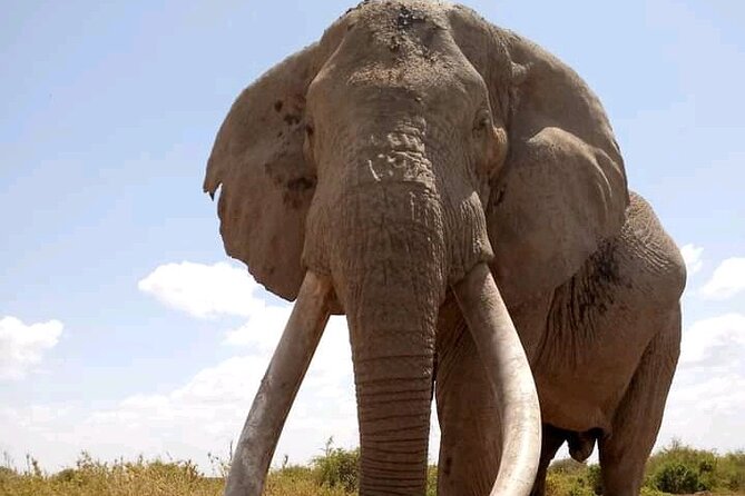 Day Tour - Amboseli National Park From Nairobi - Lunch at the Lodge: Read the Fine Print