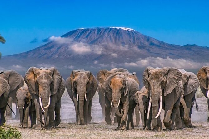 Day Tour - Amboseli National Park From Nairobi - The Optional Maasai Village Visit