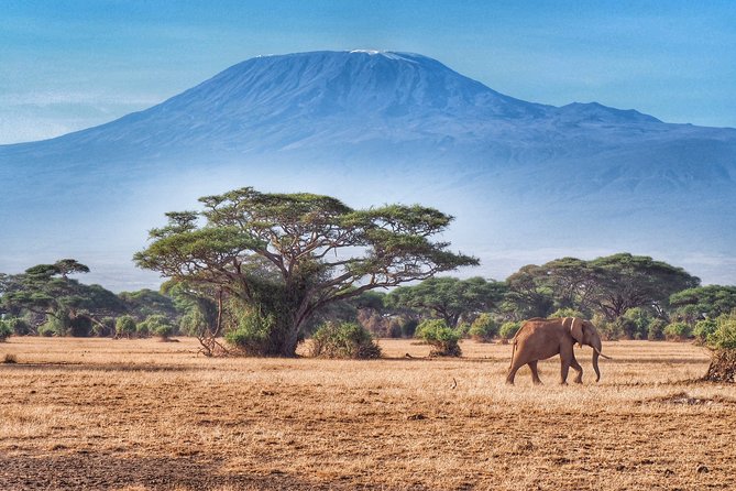 Day Tour - Amboseli National Park From Nairobi - What the $140 Price Really Buys