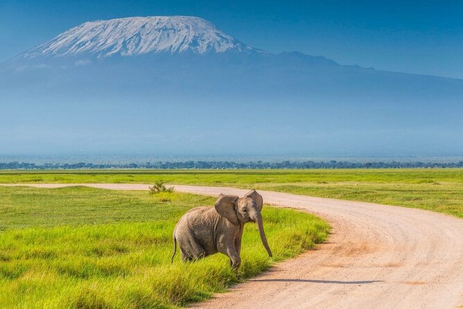 Day Tour - Amboseli National Park From Nairobi - Elephants, Birds, and the Kilimanjaro Backdrop