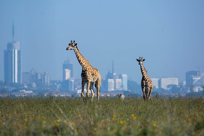 Day Tour at Nairobi National Park and Giraffe Centre - Why the 6:00 am start matters