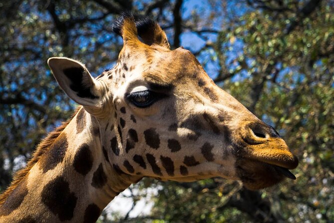 Day Tour at Nairobi National Park and Giraffe Centre - Lunch is a pause, not an included feature