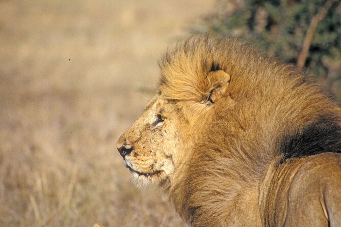 Day Tour at Nairobi National Park and Giraffe Centre - The optional visit to Kobe Beads Factory