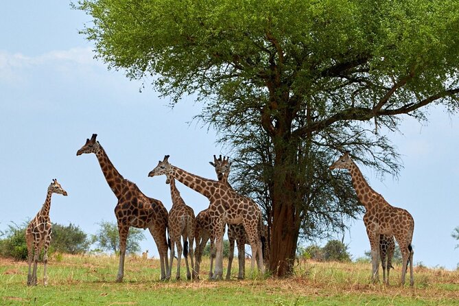 Day Tour at Nairobi National Park and Giraffe Centre - What the guides add to the day