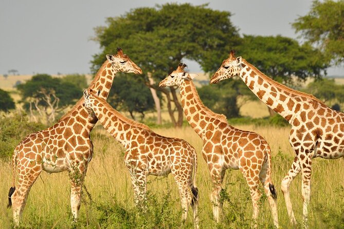 Day Tour at Nairobi National Park and Giraffe Centre - Is $78 a good deal?