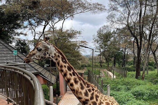 Day Tour at Nairobi National Park and Giraffe Centre - Five hours among rhinos, lions, and cheetahs