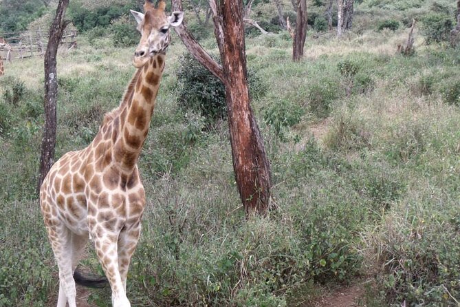 Day Tour Giraffe Center, Karen blixen and Lunch at Carnivore - Timing, booking, and cancellation