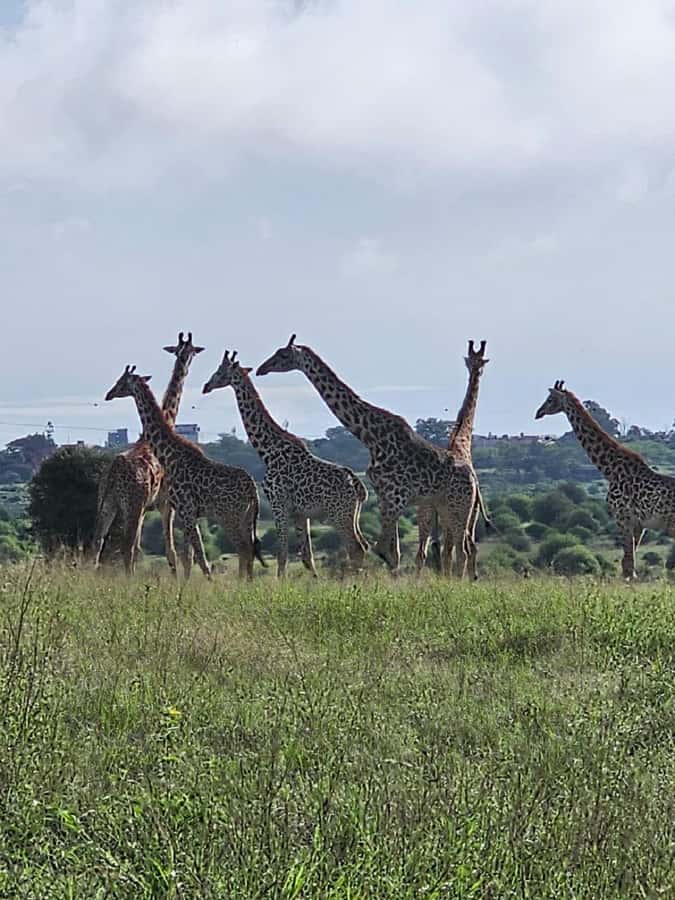 Day tour Hells gate and lake Naivasha from Nairobi - What the $130 price really means