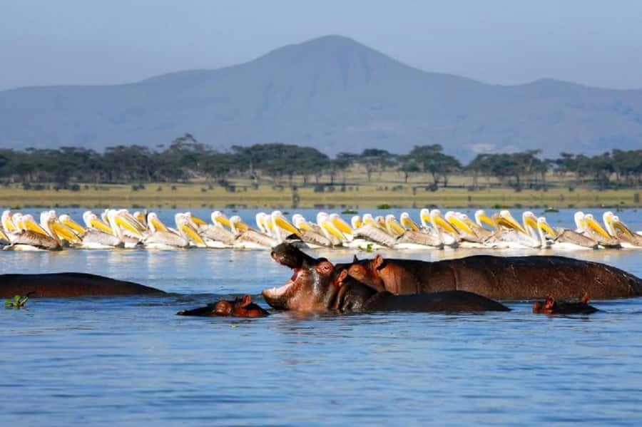 Day tour Hells gate and lake Naivasha from Nairobi - Lake Naivasha brings a quieter two hours